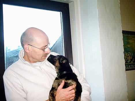 Schæferhund Sille. Rip - Sille, med far <3 billede 4