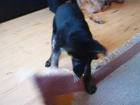 Schæferhund Sille. Rip - At lege med tæppet? billede 5