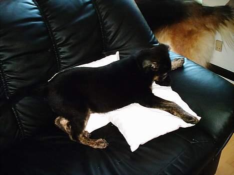 Schæferhund Sille. Rip - I sofaen <3 billede 6