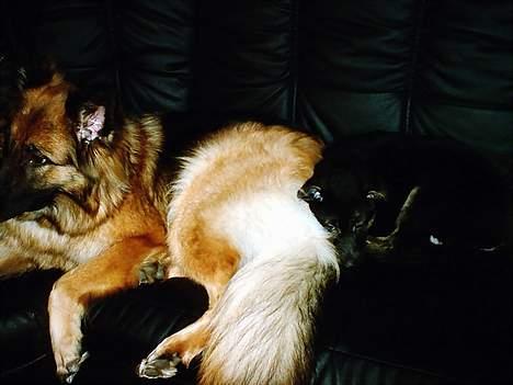 Schæferhund Sille. Rip - At putte-hygge<3 billede 7