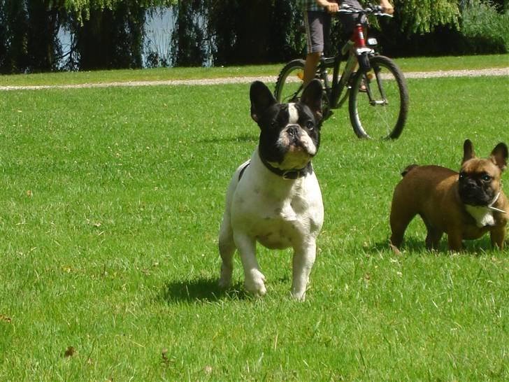 Fransk bulldog Gilbert - Flotter fyr ikk:-)  billede 7