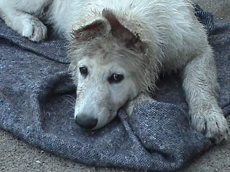 Hvid schæfer Cato - Sådan ser man ud efter en kamp med vandslangen og en tur over og grave et hul. billede 13
