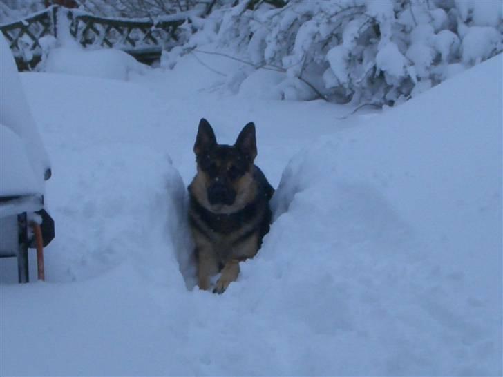 Schæferhund Lion - SAVN :'( - Lion i sneen :-) billede 14