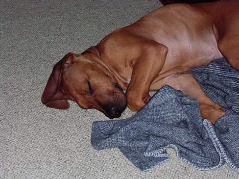 Rhodesian ridgeback n'Dondela.  ( Anton ) - En lille træt hund. billede 5