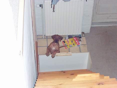 Rhodesian ridgeback n'Dondela.  ( Anton ) - Dum hvalpestopper. billede 6