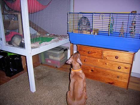 Rhodesian ridgeback n'Dondela.  ( Anton ) - Mine venner Grøffe (ilder) og Sander (kanin). billede 7