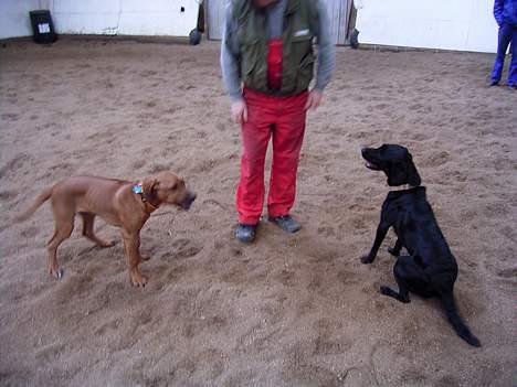 Rhodesian ridgeback n'Dondela.  ( Anton ) - Min kæreste Beauty (en lille fiks labrador). billede 8