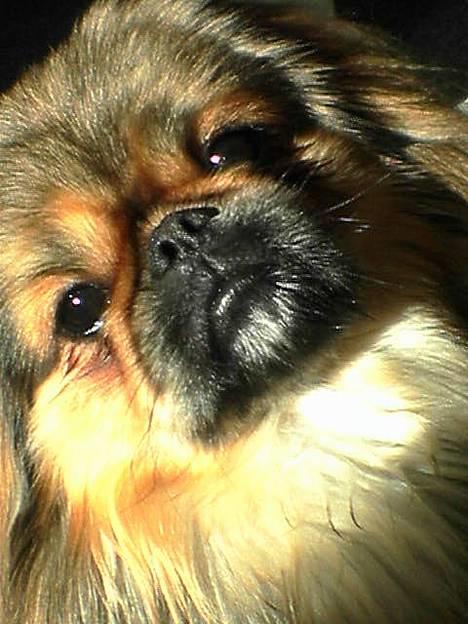 Pekingeser Lucky - Elsker solen...  :-) billede 1