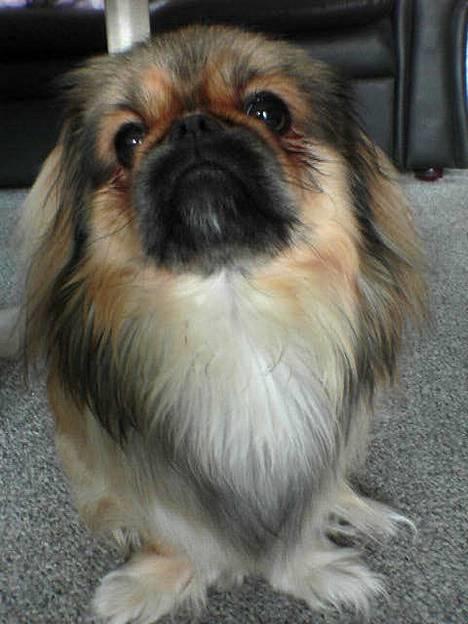 Pekingeser Lucky billede 2