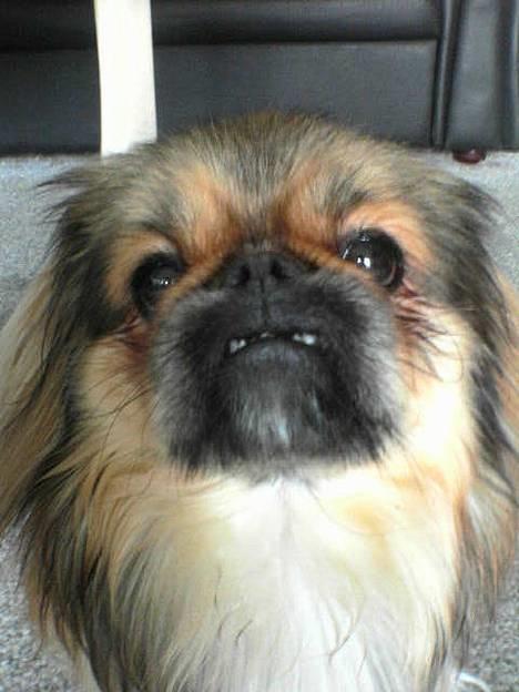 Pekingeser Lucky - Smil til fotografen :-) billede 3