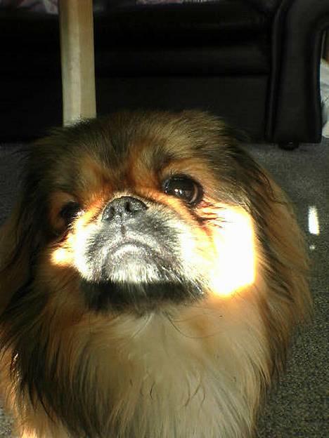Pekingeser Lucky billede 4