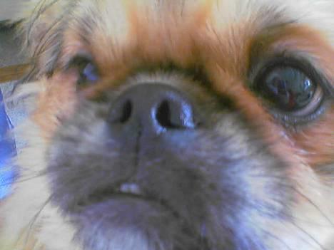 Pekingeser Lucky billede 5