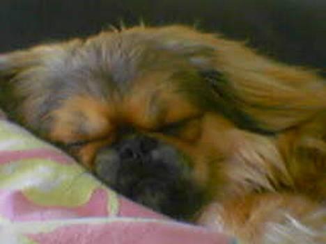 Pekingeser Lucky - JA, jeg snorker oz... :-) billede 6