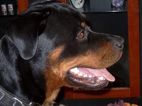 Rottweiler Bozzy - Bozzy 13mdr.. billede 20