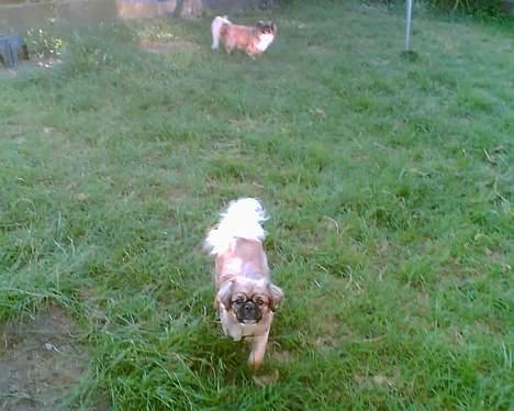 Tibetansk spaniel Kico - Står du nu der med det kamera igen billede 1