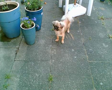 Tibetansk spaniel Kico - Jeg ser slet ikke fræk ud billede 2