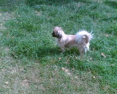 Tibetansk spaniel Kico - Jeg elsker at tumle i haven, sammen med de andre billede 3