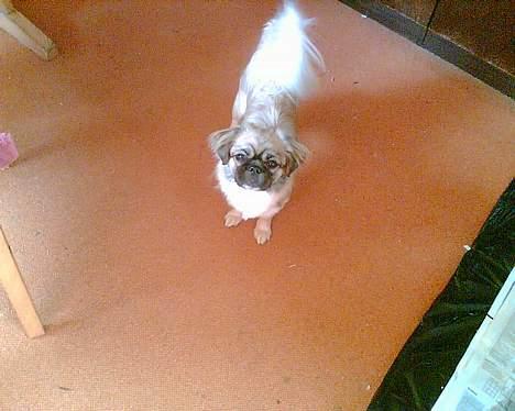 Tibetansk spaniel Kico - Okay "far" har du ikke snart billeder nok billede 4