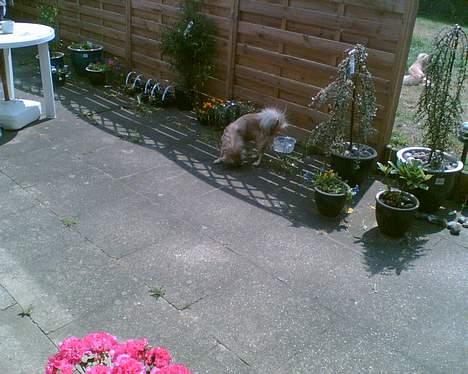 Tibetansk spaniel Kico - Når man tumler i varmen, er det godt der står vand flere steder billede 5