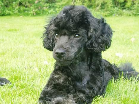 Dværgpuddel Viggo - Dav =) billede 1