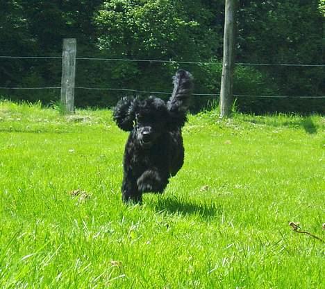 Dværgpuddel Viggo - Wee fuldt fart frem =) billede 2