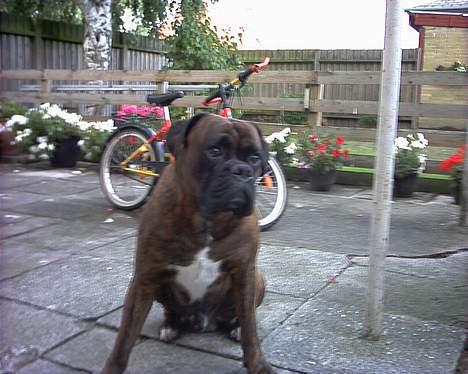 Boxer Ringo Starr billede 6