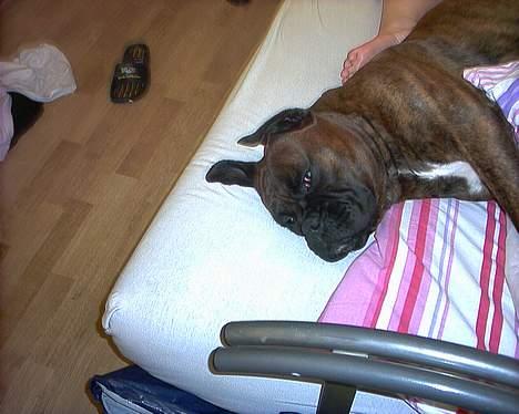 Boxer Ringo Starr - er jeg ikke bare for lækker..  billede 7