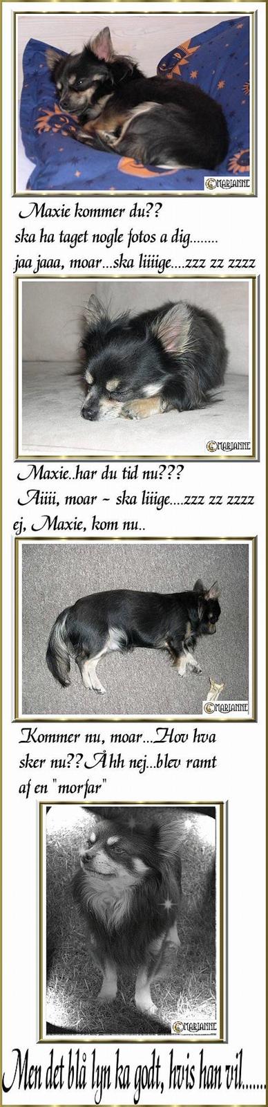 Chihuahua Lynet (Maxie 9år d.8 MAJ 2012 blev han - Maxie, når det er fototid.......... billede 12