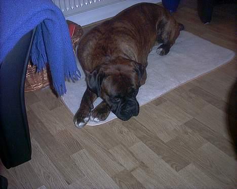 Boxer Ringo Starr billede 8