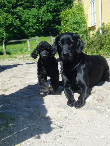 Dværgpuddel Viggo - Christian og Vigo, nårh hvor er de søde =) billede 3