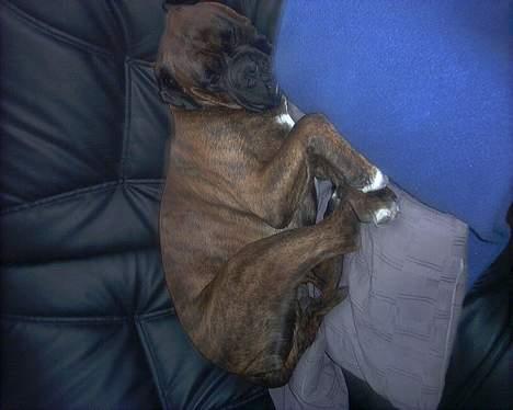 Boxer Ringo Starr billede 9