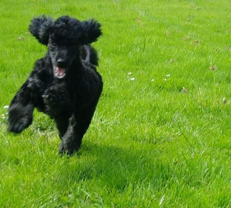 Dværgpuddel Viggo - Hurtig som lynet selv, eller noget der nærmer sig der hen af.  billede 4