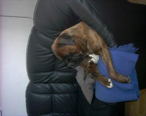 Boxer Ringo Starr billede 10