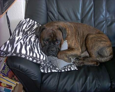 Boxer Ringo Starr billede 11