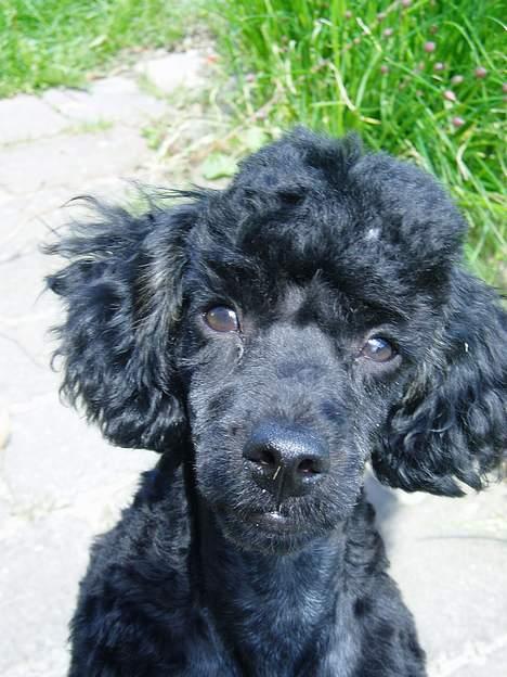 Dværgpuddel Viggo - Hejsa billede 5