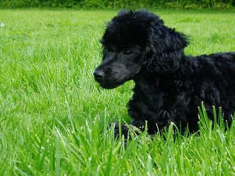 Dværgpuddel Viggo - Jeg er bare så klar.... billede 6