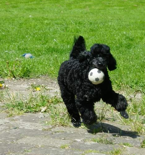 Dværgpuddel Viggo - wee kæmpe boldt fanget =) billede 7