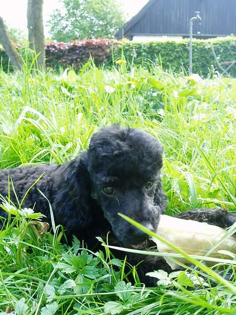 Dværgpuddel Viggo - Ha ha Christians kødben  billede 8