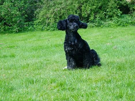 Dværgpuddel Viggo - hvem hvad ?? billede 9