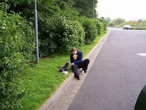 Australsk cattledog Abim billede 3