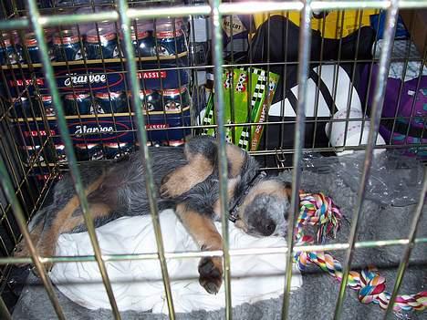 Australsk cattledog Abim billede 4