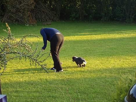 Australsk cattledog Abim billede 5