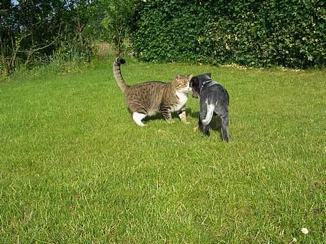 Australsk cattledog Abim billede 6