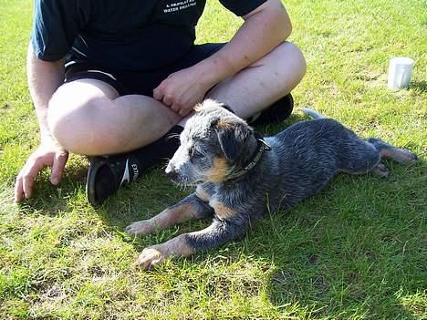 Australsk cattledog Abim billede 7