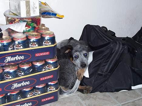 Australsk cattledog Abim billede 8