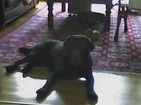 Labrador retriever Bjørn (Hannibal) - Hannibal, den brune hund billede 1