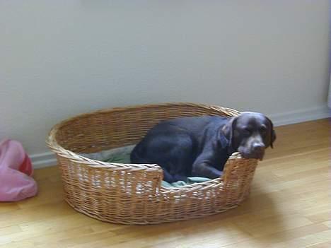Labrador retriever Bjørn (Hannibal) - Efter en lang løbetur, er kurven bare topnice billede 2