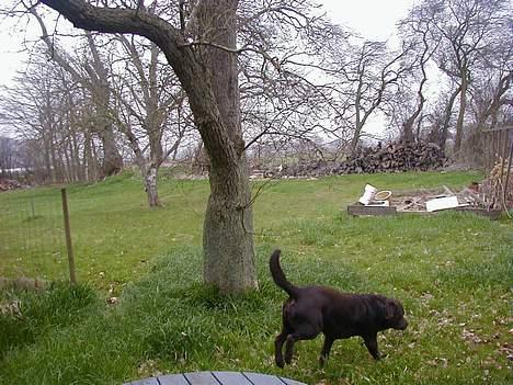 Labrador retriever Bjørn (Hannibal) - En løbetur i haven, for at finde nye tissesteder billede 3