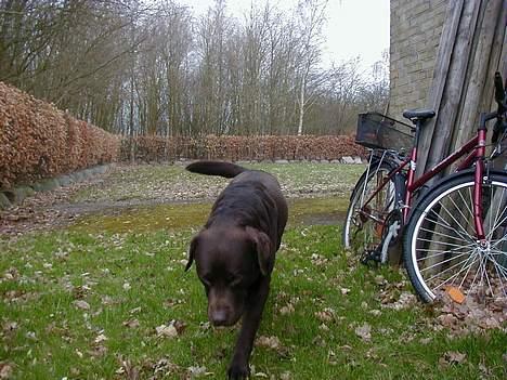 Labrador retriever Bjørn (Hannibal) - Nyder haven. billede 4