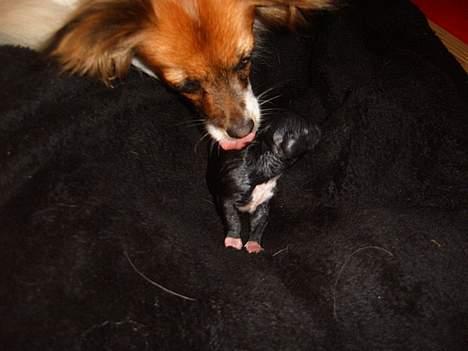 Papillon Daisy billede 1